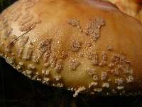 Amanita rubescens